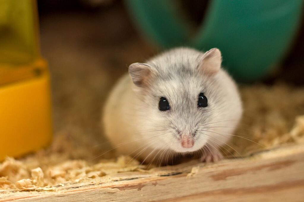 hamster, white, cute-5203446.jpg