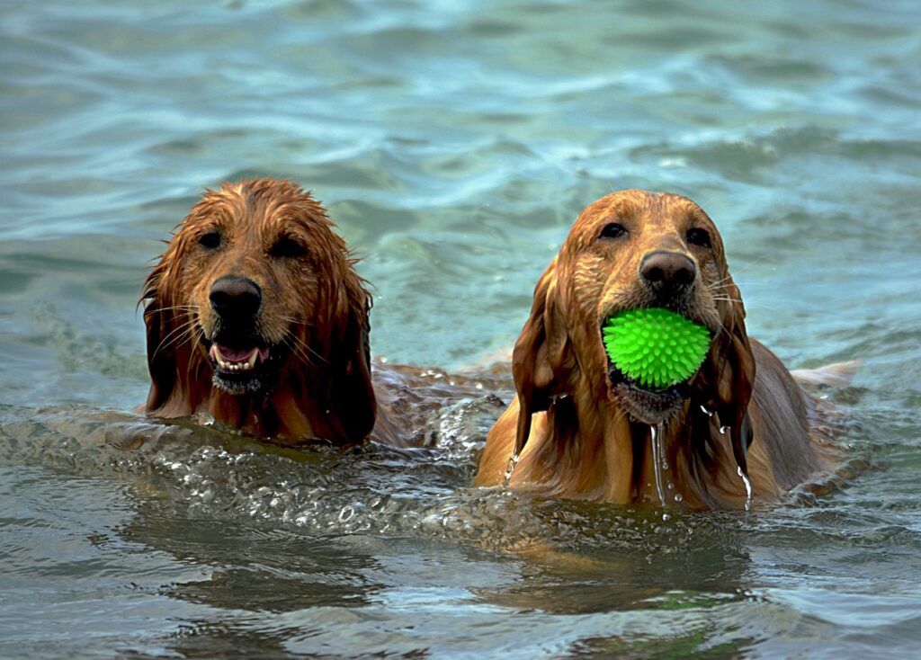 dogs, beach, wet-1642367.jpg