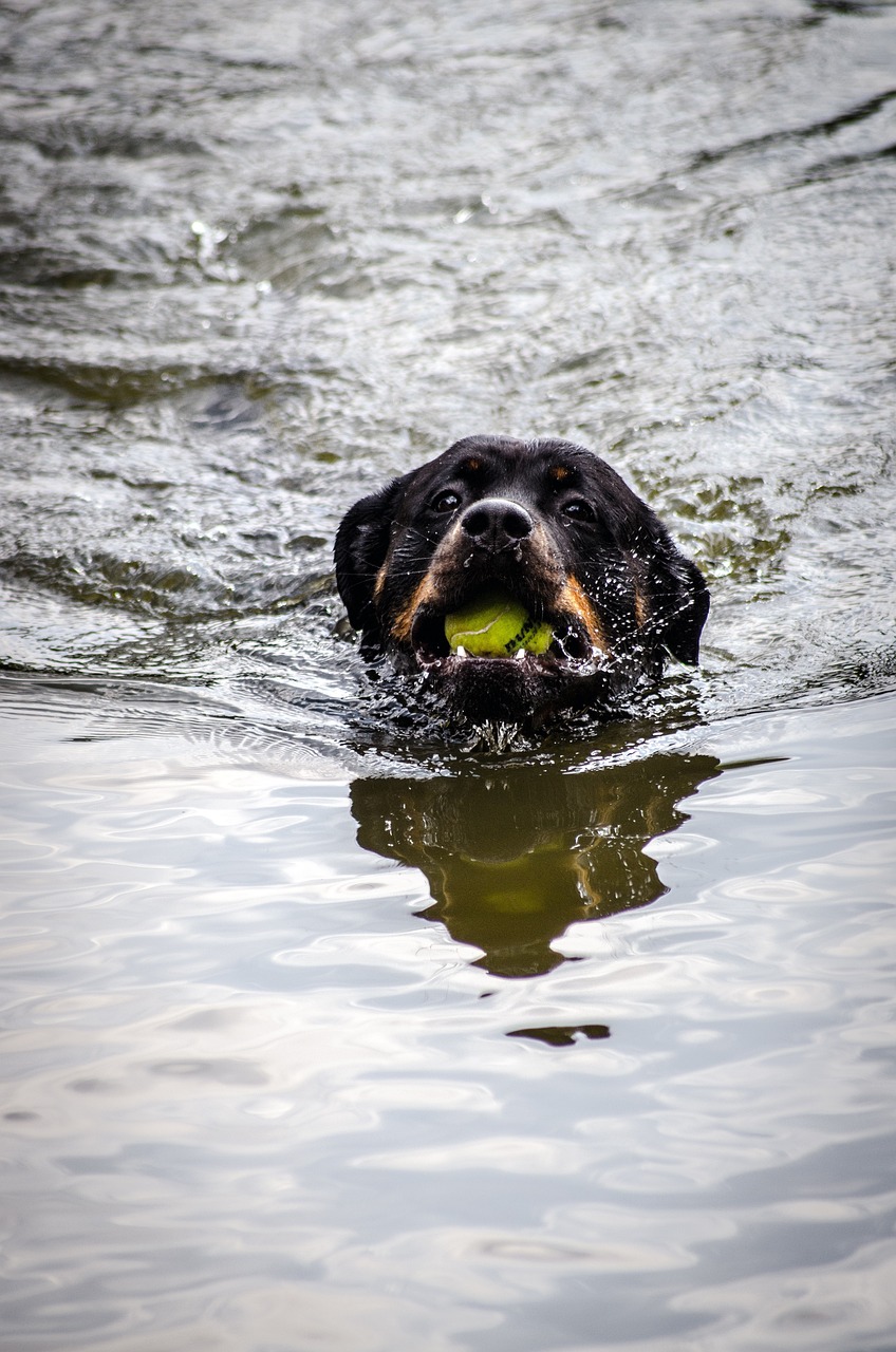 water, animal, rottweiler-402836.jpg