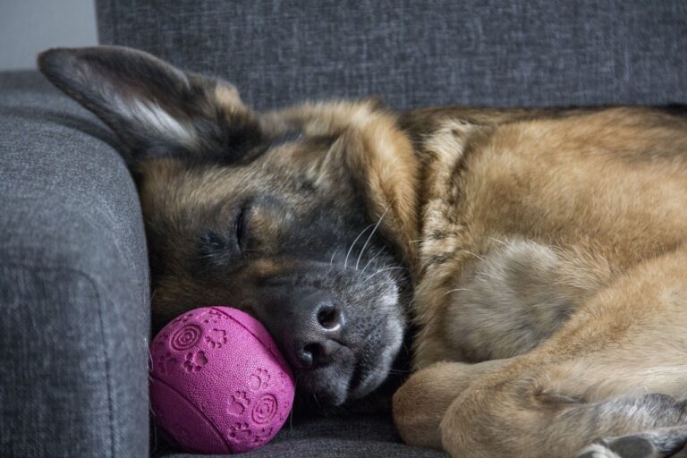 Fun Ways to Keep Your Dog Engaged in an Apartment