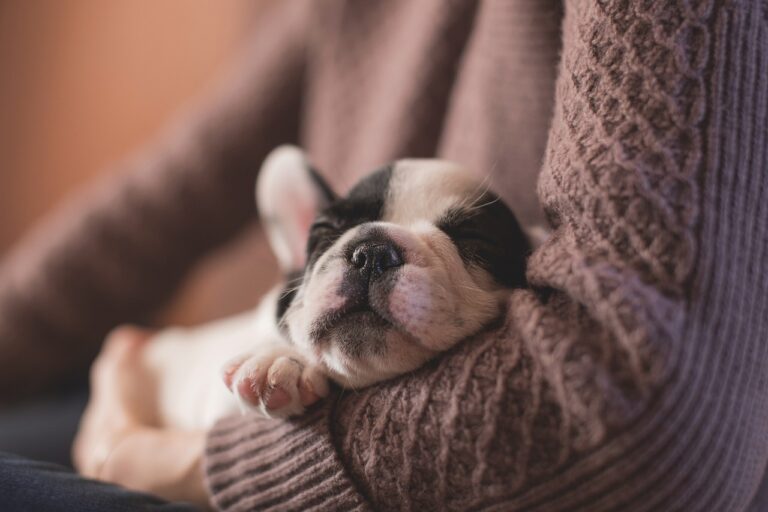 Five Top Tips for New Pet Owners (Especially If You’re in Calgary!)
