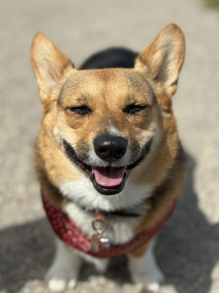 The Secret to a Happy Dog? Socialization!
