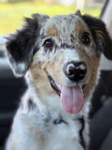 Puppies & dog walks = the best time you could ask for!