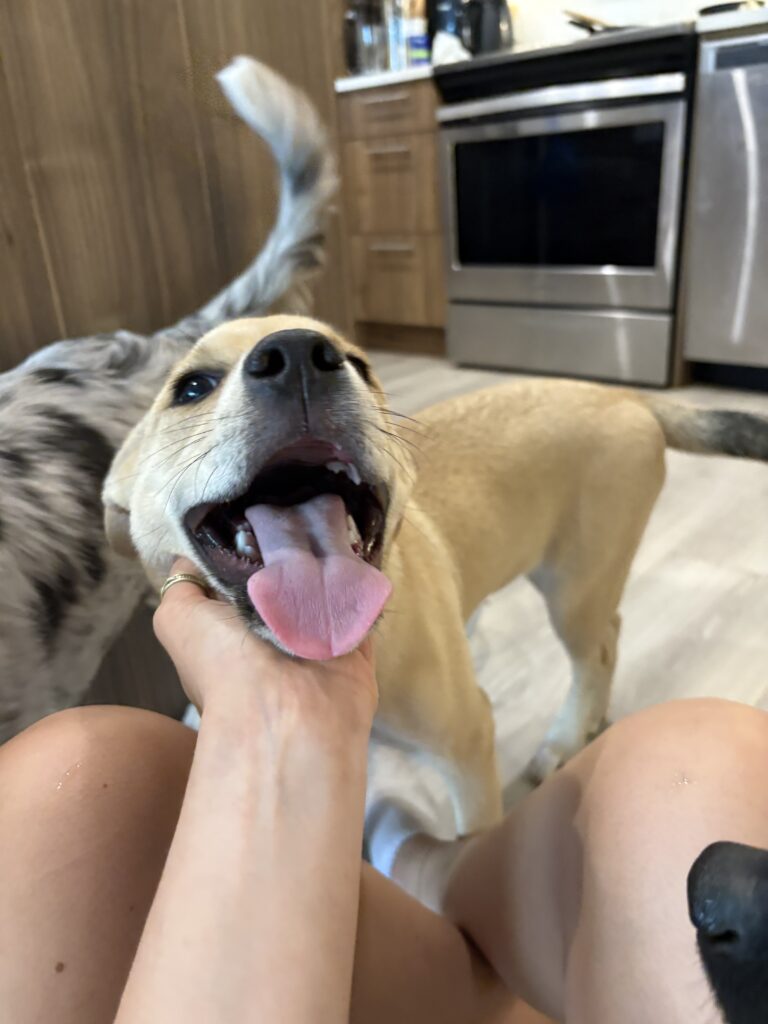 Fun Ways to Keep Your Dog Engaged in an Apartment