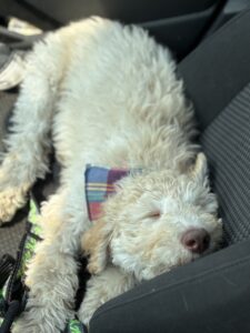 A good day at the dog park