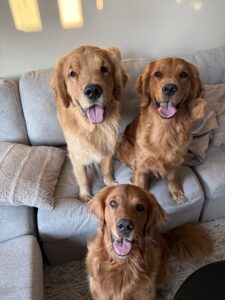 The Trio - where the fur becomes an accessory