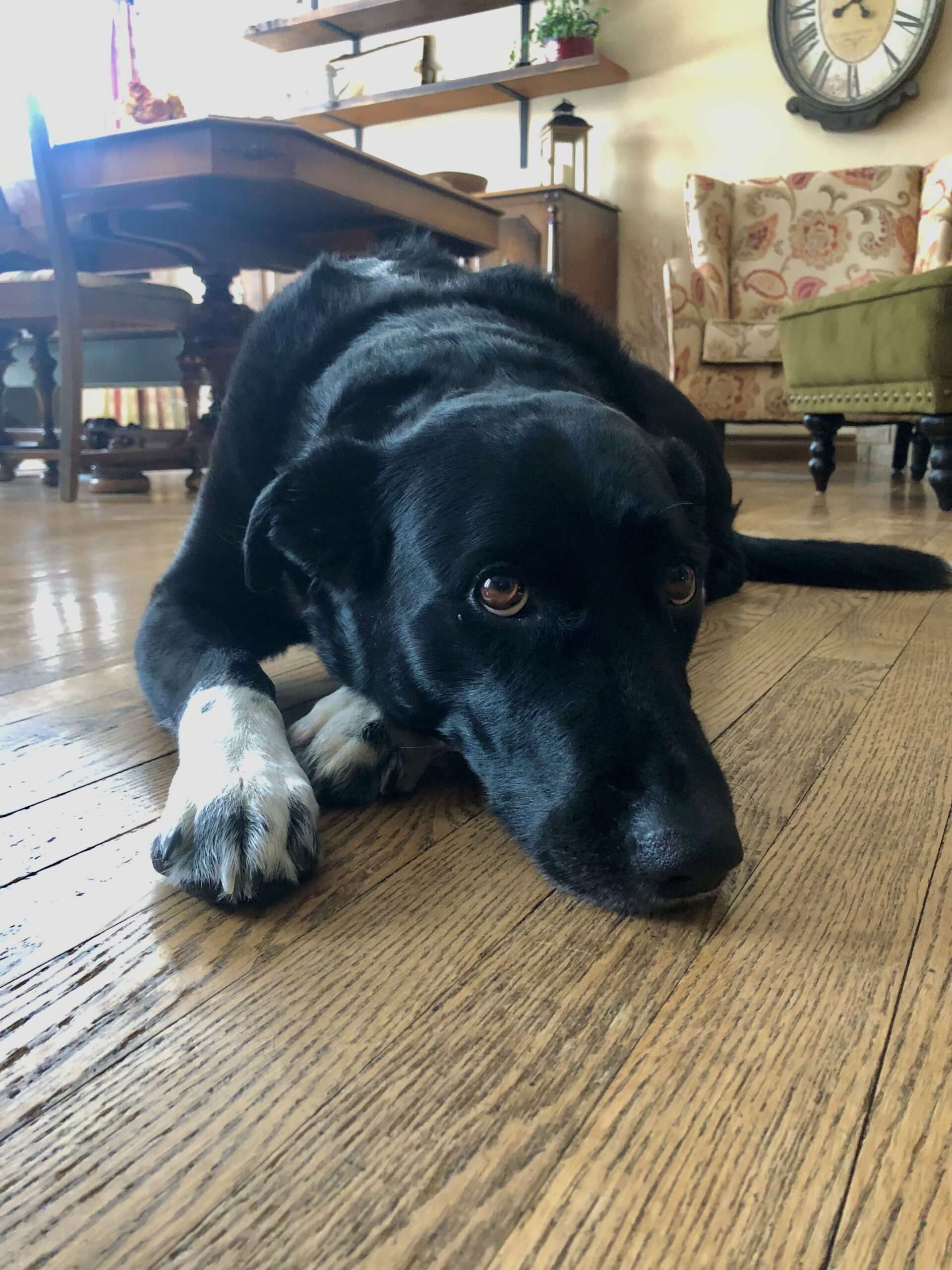 Chevie (Chubs) 13 yrs old